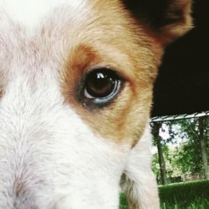 Meet your Posher, Sydney